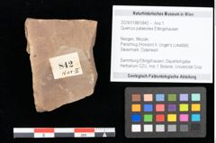 Foto (Objekt + Etikett) von Quercus palaeoilex Ettingshausen (NHMW-GEO-2024-0188-0842)